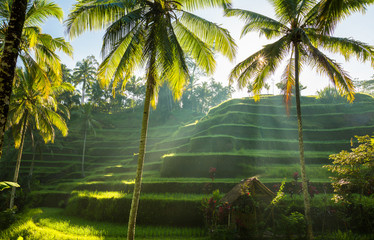 Tegalalang, Bali