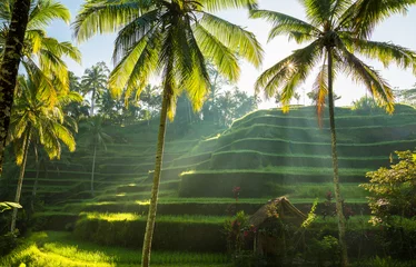 Keuken foto achterwand Indonesië Tegalalang, Bali