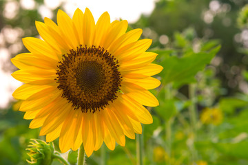 Sunflower