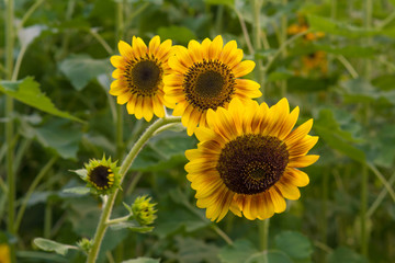 Sunflower