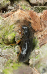 Mycetochara linearis on wood