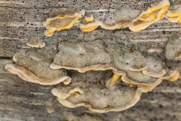 Hairy curtain crust, Stereum hirsutum on wood