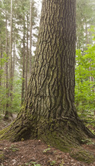 Giant tree