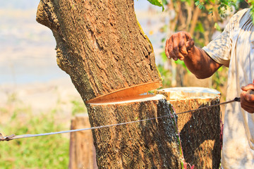 Logger man is cutting wood with a chainsaw