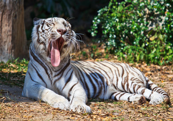 White Tiger