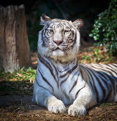White Tiger