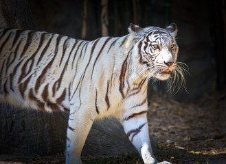 White Tiger