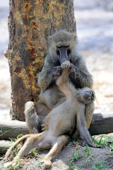 Olive baboon