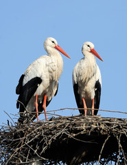 Two Stork
