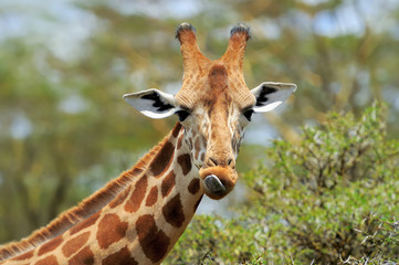 Obraz premium Giraffe