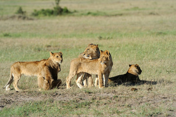 Lion