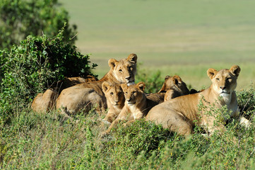 Lion