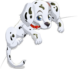 dalmatian