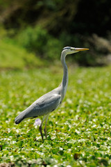 Heron