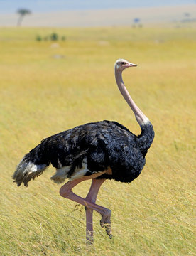 Ostrich