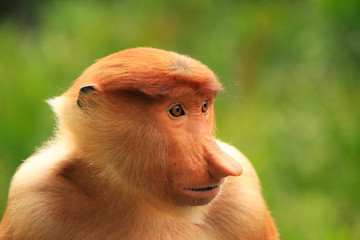 Naklejka premium Portrait of Proboscis monkey, Borneo, Malaysia