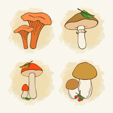 assorted mushrooms