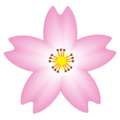 Cherry Blossom Flower