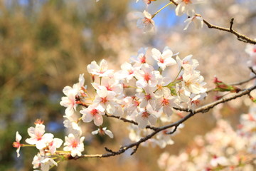 Japanese Cherry blossoms tree or sakura in Japan 