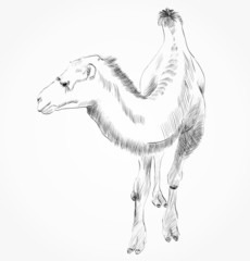 Fototapeta na wymiar hand drawn camel