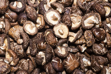 Shiitake fungus in the chinese market