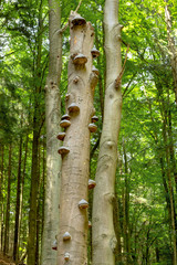 Polyporus Growth on a Tree