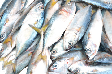 Obraz premium Mackerel
