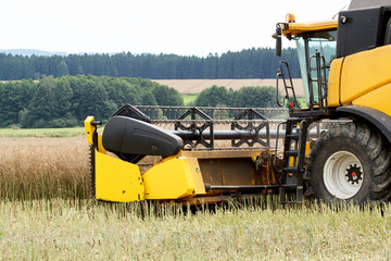 Fototapeta premium combine harvesting rape
