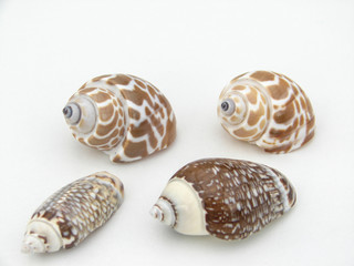 coquillage
