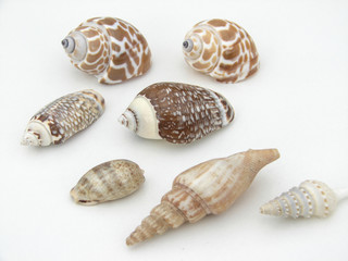 coquillage