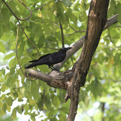 crow