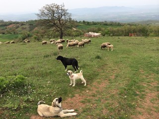 Çoban Köpekleri