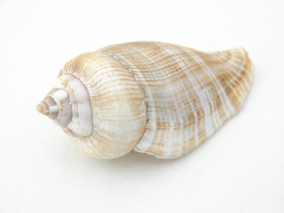 coquillage