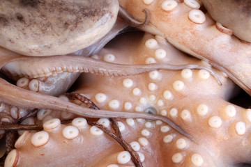 Fresh octopuses