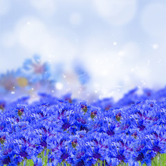 Obraz na płótnie Canvas field of blue cornflowers