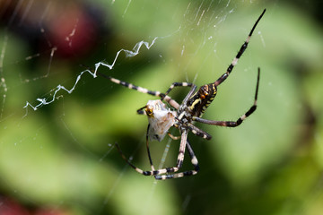 Spider wrapping hopper
