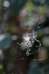 Spider wrapping hopper