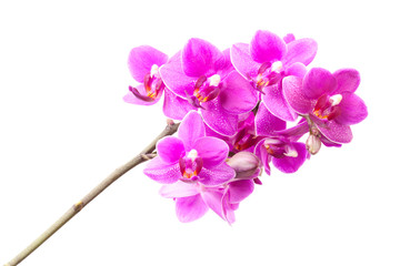 Naklejka na ściany i meble Group of pink orchid flowers isolated on white background