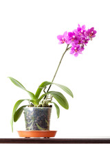 Domestic pink orchid flower in pot isolated on white background