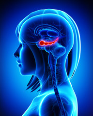 Anatomy of  Brain hippocampus in blue - obrazy, fototapety, plakaty