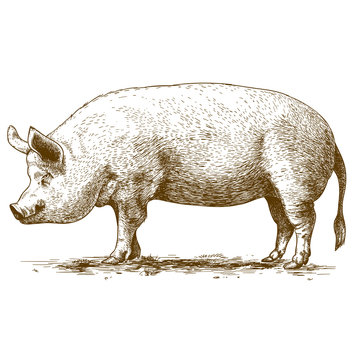 vector illustration of engraving big hog