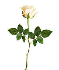 Obraz premium Rose flower