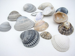 coquillage