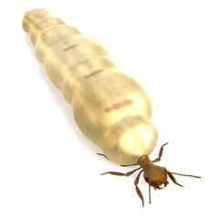 realistic 3d render of termite queen