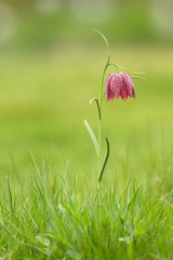 Schachblume / Fritillaria Meleagris
