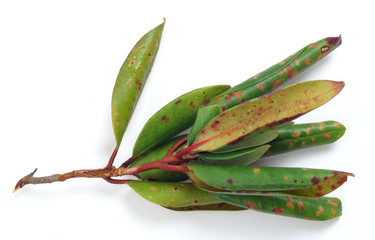 Spot disease on rhododendron leaves - obrazy, fototapety, plakaty