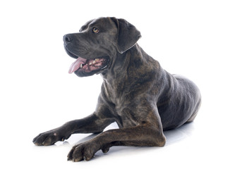 italian mastiff