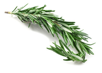 Fototapeta premium Sprigs of rosemary
