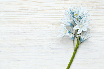 beautiful spring flowers on wooden surface