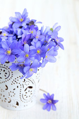 hepatica nobilis flowers on wooden surface